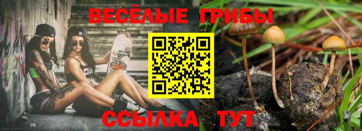 Псилоцибиновые грибы Cubensis Железногорск